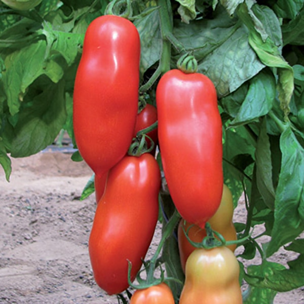 Giano-F1-bio--Italienische-Tomate