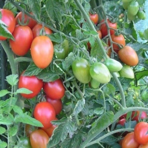 Kaerntner-Tomate-bio-Flavorino-F1