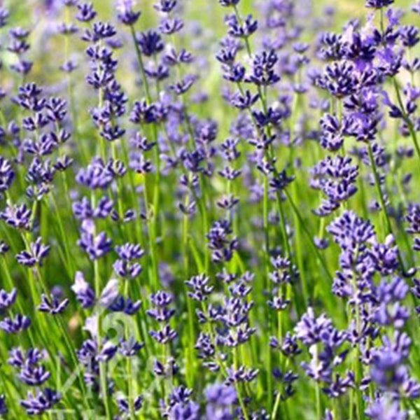 Lavendel-bio