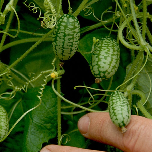 Olivengurke-Melothria-scabra-bio